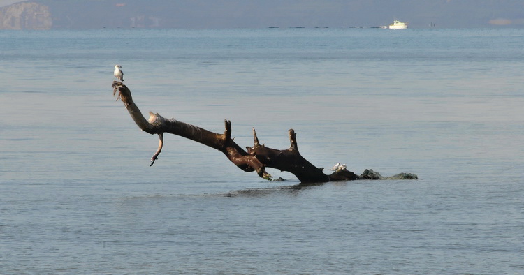 Da Alberese a Bocca d''Ombrone